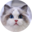 CottonMeow Ragdoll