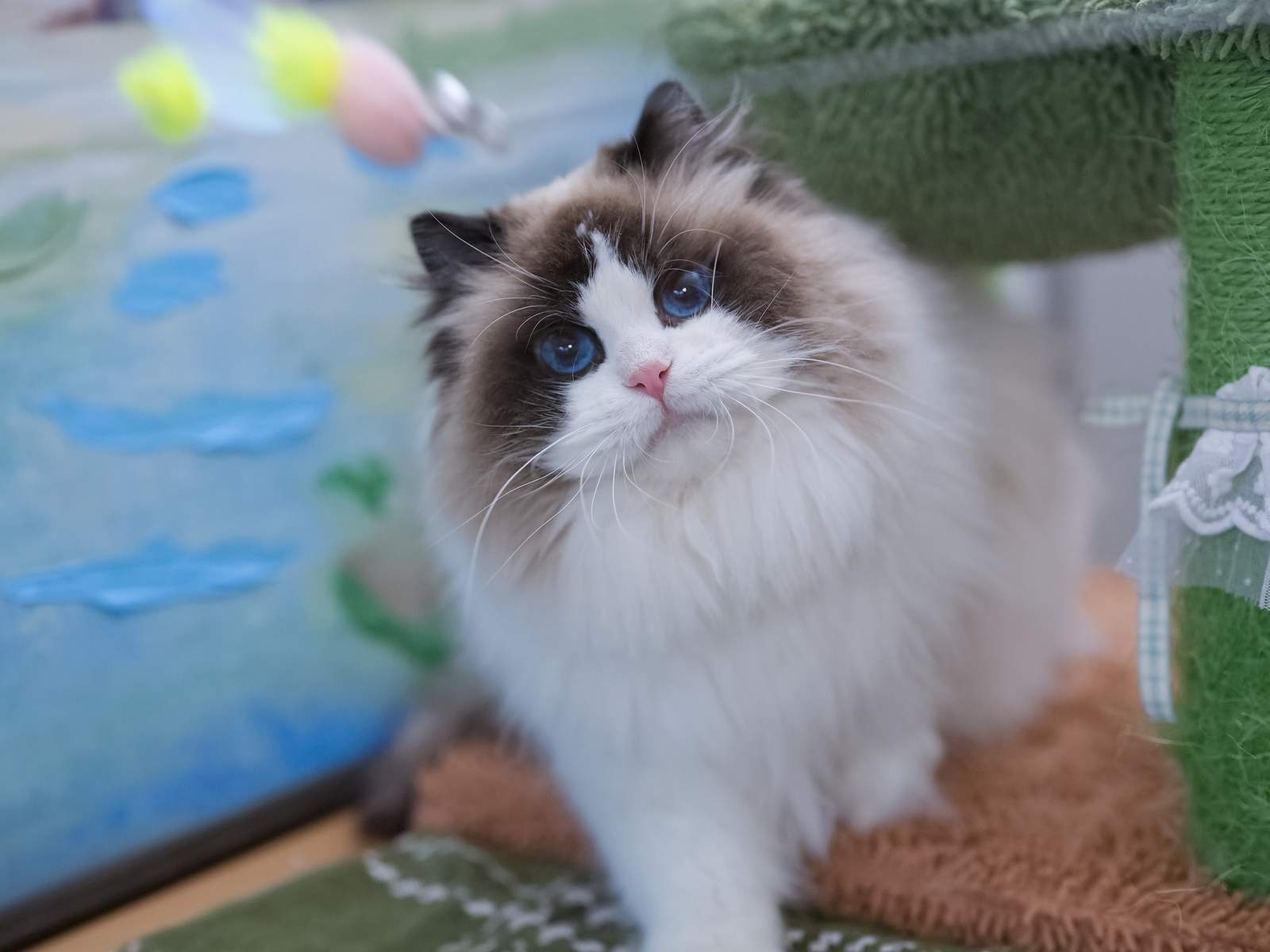 Our Female Ragdolls - CottonMeow Ragdoll
